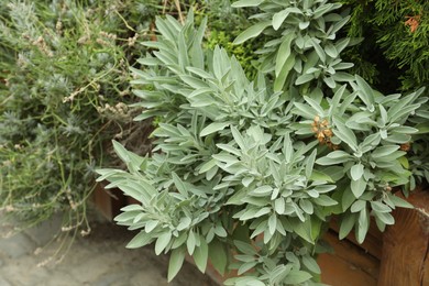 Photo of Beautiful sage with green leaves growing in wooden planter outdoors