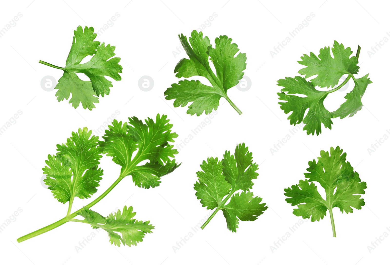 Image of Set with fresh coriander leaves on white background