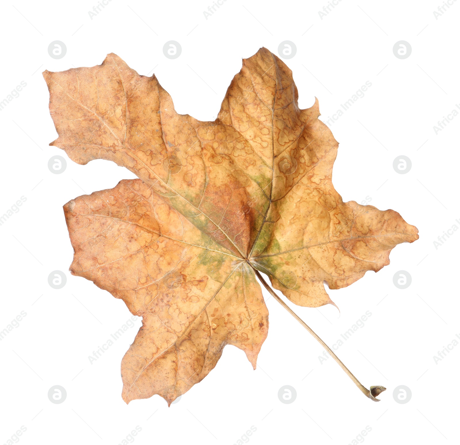 Photo of Dry leaf isolated on white. Autumn season