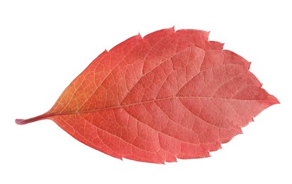 Autumn season. Bright leaf isolated on white