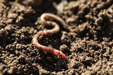 Photo of One worm on wet soil, closeup. Terrestrial invertebrates