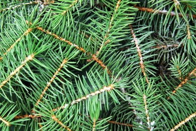 Branches of Christmas tree as background