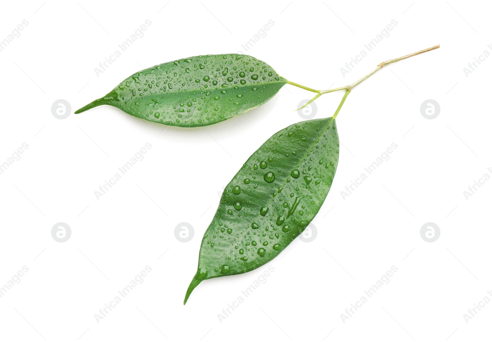 Photo of Fresh green ficus leaves on white background, top view