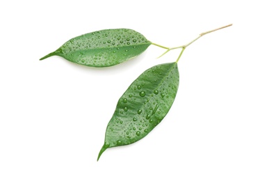 Photo of Fresh green ficus leaves on white background, top view