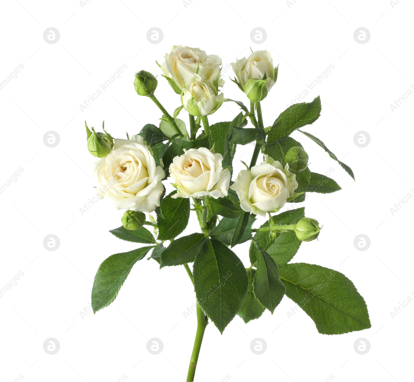 Photo of Beautiful blooming rose flowers on white background