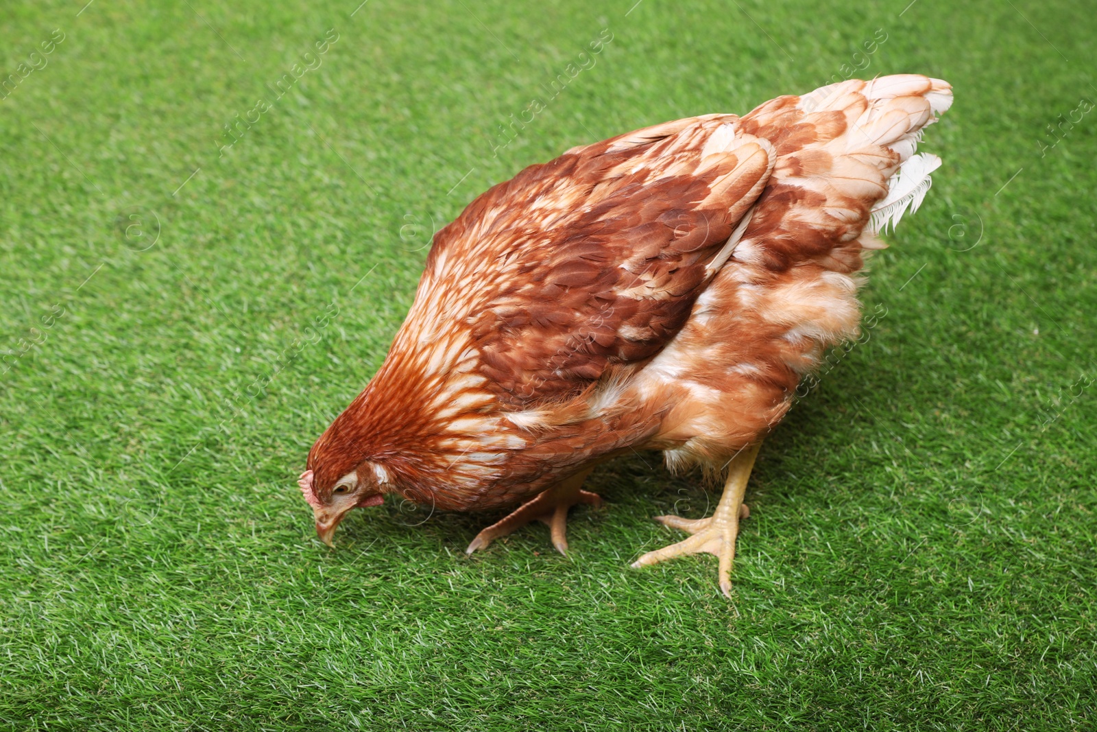 Photo of Beautiful chicken on green grass. Domestic animal