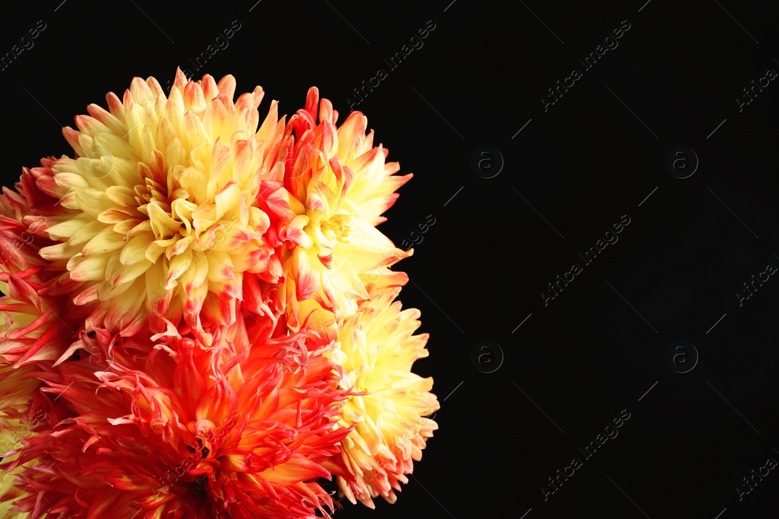 Photo of Beautiful dahlia flowers on black background. Space for text