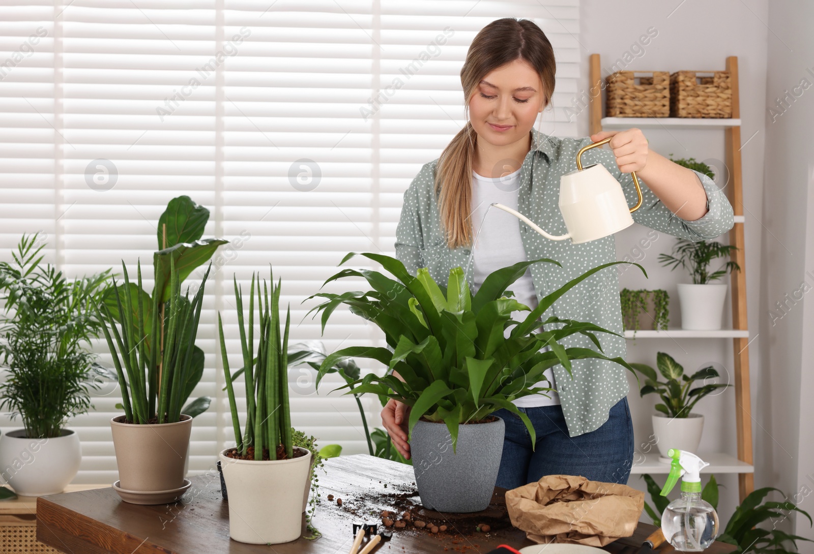 Photo of Woman watering houseplants after transplanting at wooden table indoors
