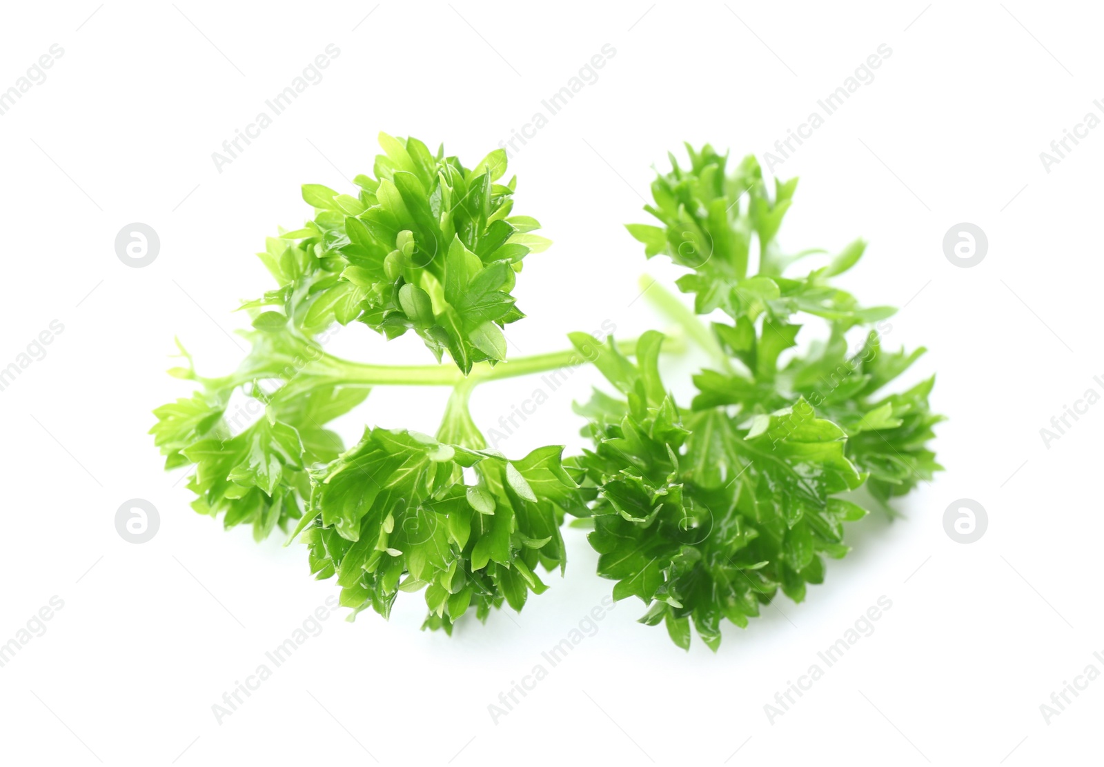 Photo of Fresh green curly parsley on white background