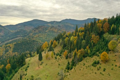 Aerial view of beautiful mountain forest on autumn day