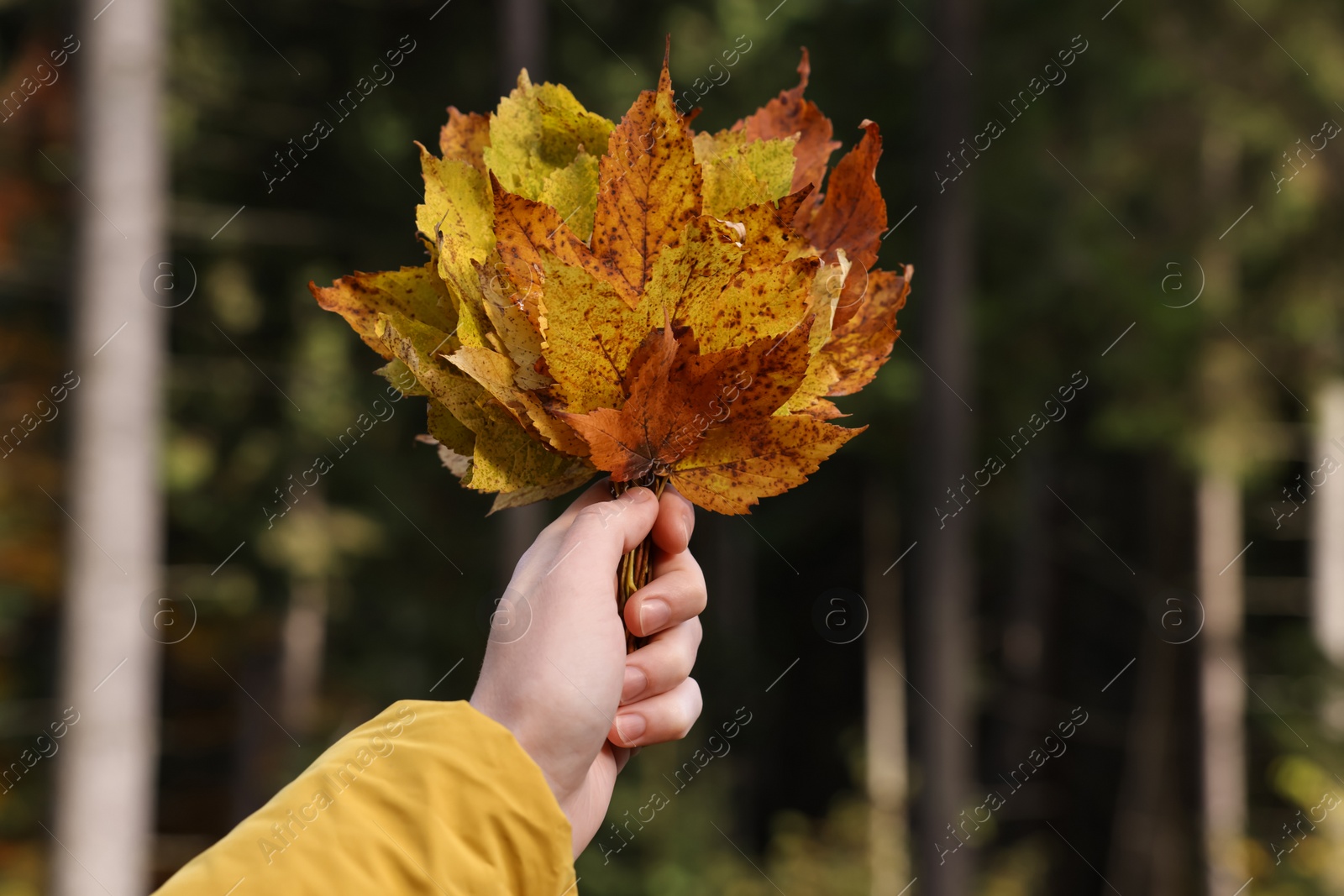 Photo of Woman holding beautiful autumn leaves near forest, closeup