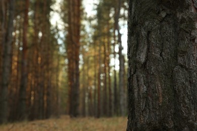 Photo of Trunk of pine tree growing in coniferous forest, closeup