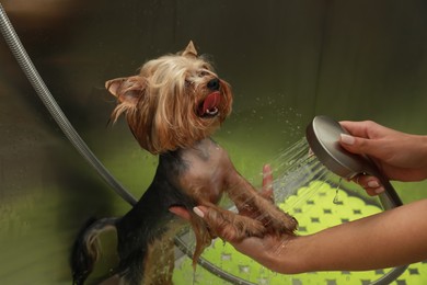 Professional groomer washing cute little dog in pet beauty salon