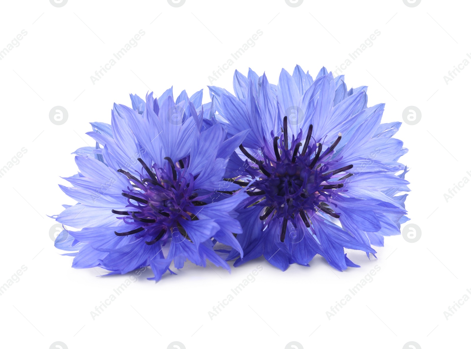 Image of Beautiful tender blue cornflowers isolated on white