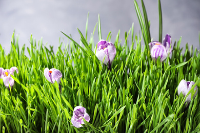 Photo of Fresh green grass and crocus flowers on light background, closeup. Spring season
