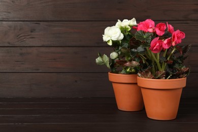 Photo of Beautiful blooming pelargonium plants in flower pots on wooden table, space for text