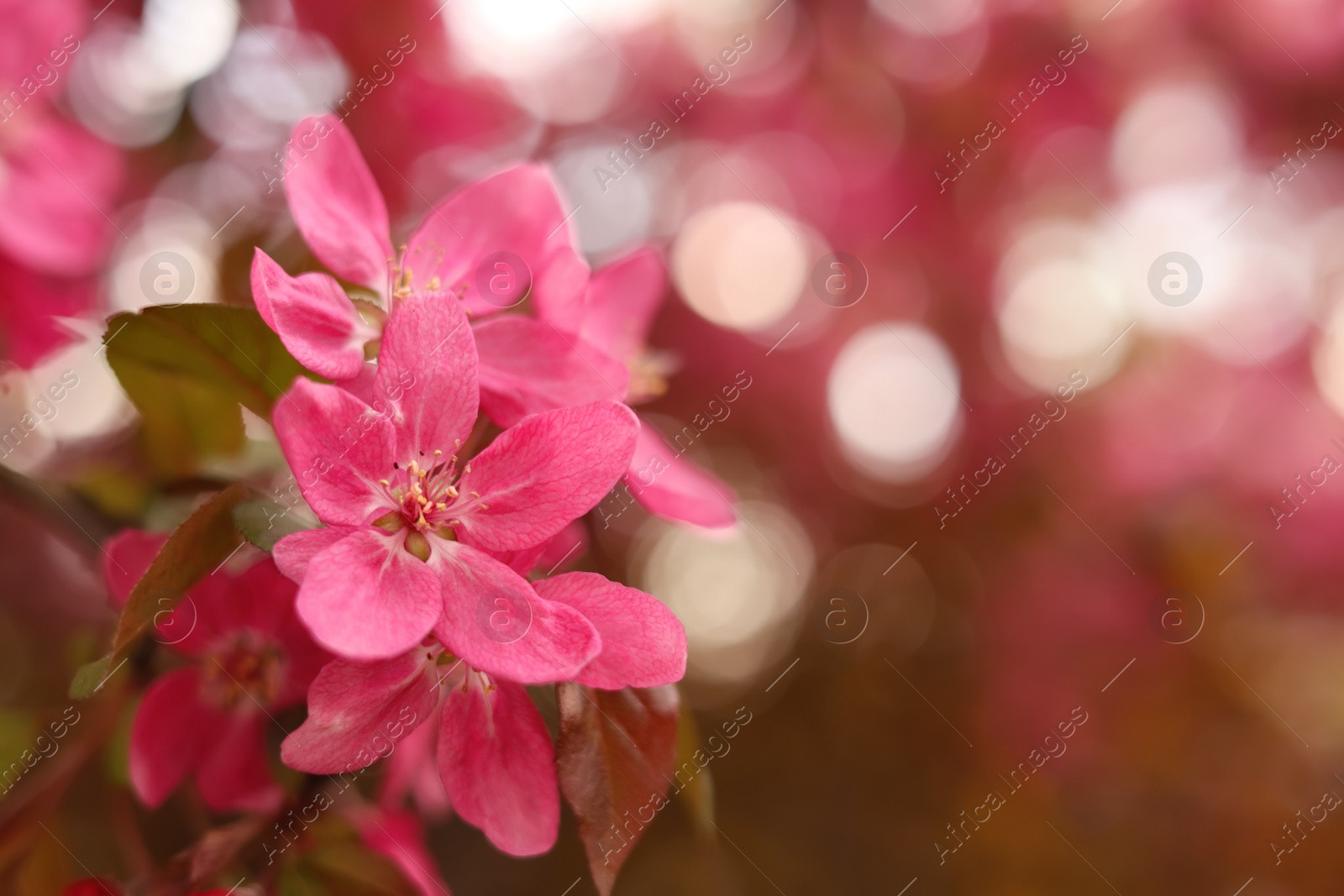 Photo of Closeup view of beautiful blossoming apple tree outdoors on spring day. Space for text