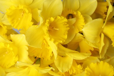 Photo of Beautiful daffodils as background, closeup. Fresh spring flowers