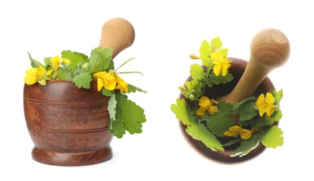 Celandine and pestles in wooden mortars on white background, collage