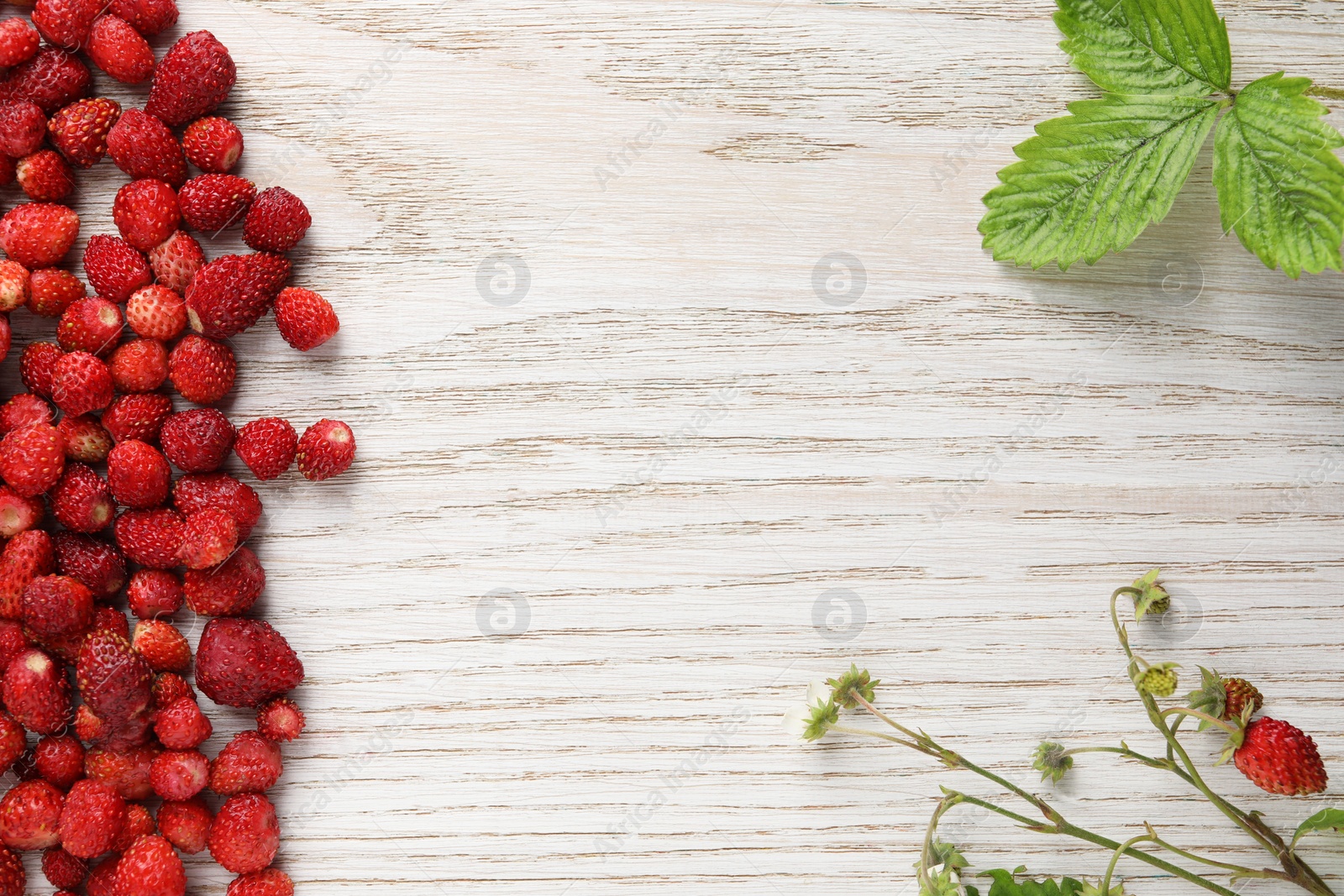 Photo of Many fresh wild strawberries, stems and leaves on white wooden table, flat lay. Space for text