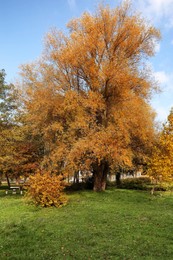 Photo of Picturesque view of trees in beautiful park. Autumn season