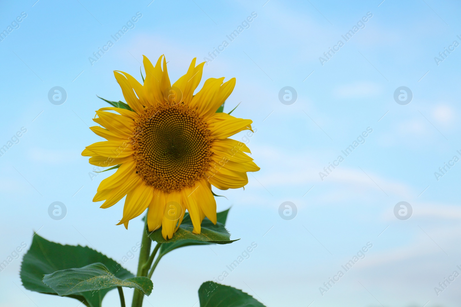 Photo of Beautiful blooming sunflower against sky on summer day. Space for text