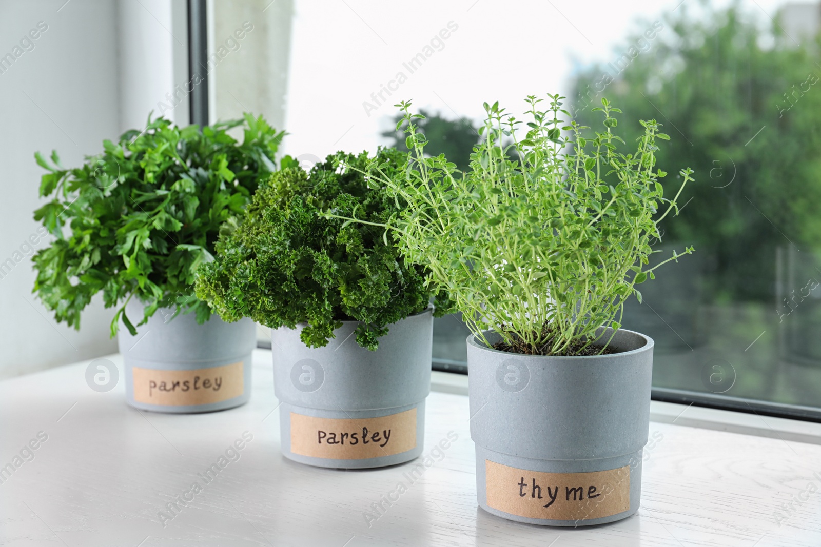 Photo of Seedlings of different aromatic herbs in pots with name labels on white wooden window sill