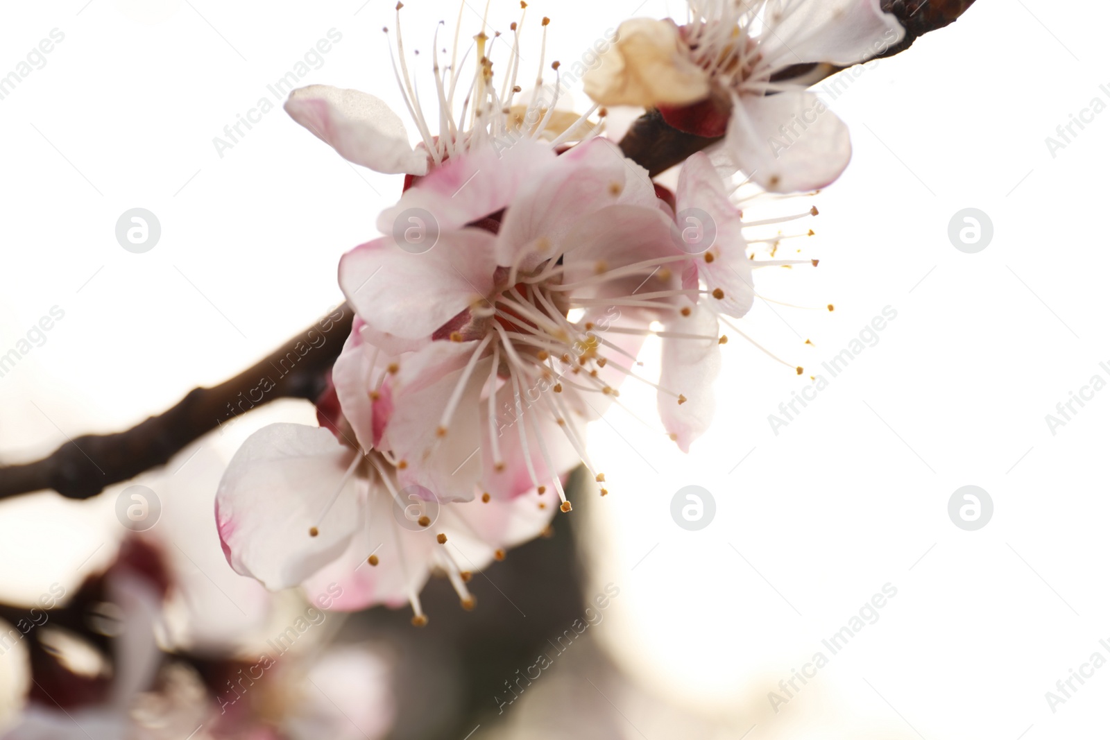 Photo of Closeup view of blossoming tree outdoors on spring day