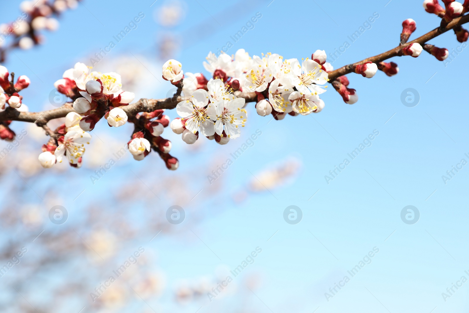 Photo of Beautiful apricot tree branch with tiny tender flowers against blue sky, space for text. Awesome spring blossom