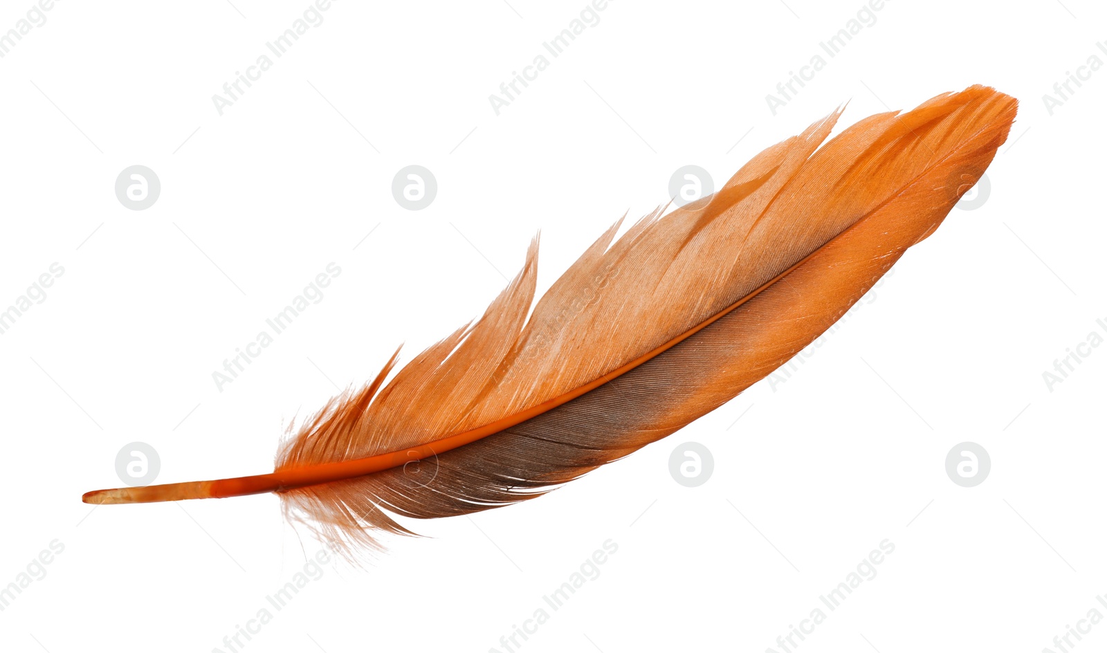 Photo of Beautiful orange bird feather isolated on white