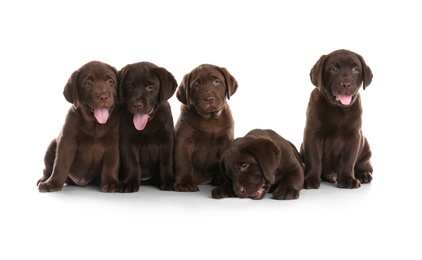 Photo of Chocolate Labrador Retriever puppies on white background