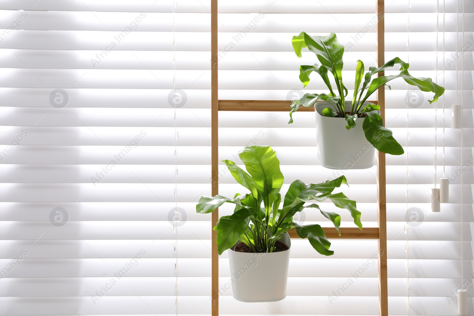 Photo of Beautiful fresh ferns on decorative ladder near window. Space for text