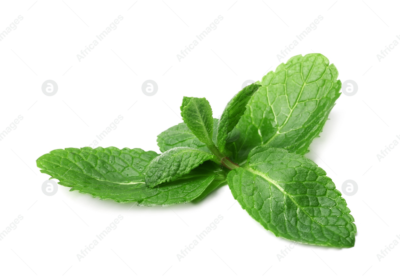 Photo of Wet twig of fresh mint isolated on white