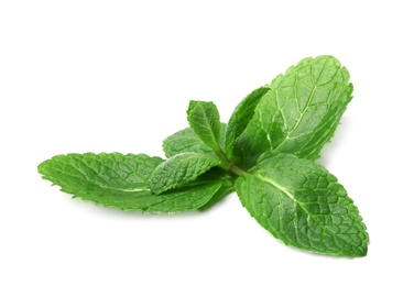 Wet twig of fresh mint isolated on white