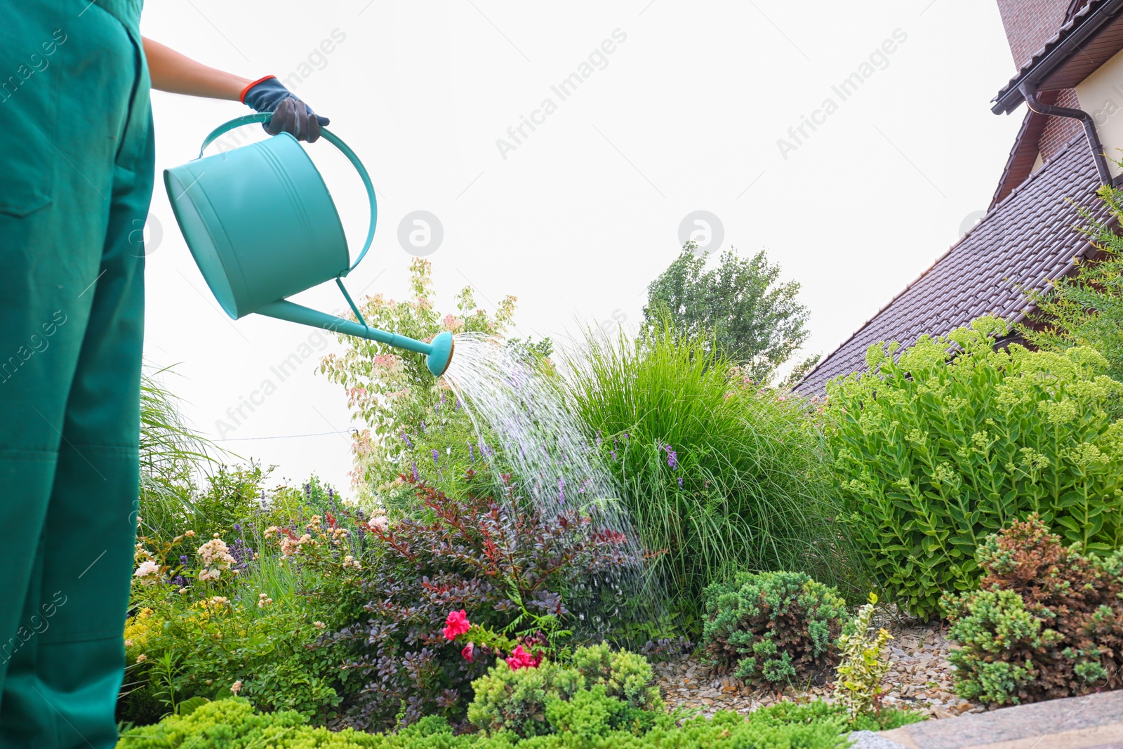 Photo of Worker watering plant at backyard, closeup. Home gardening