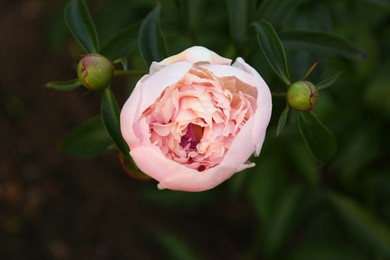 Photo of Beautiful pink peony flower and buds on bush against blurred background, closeup