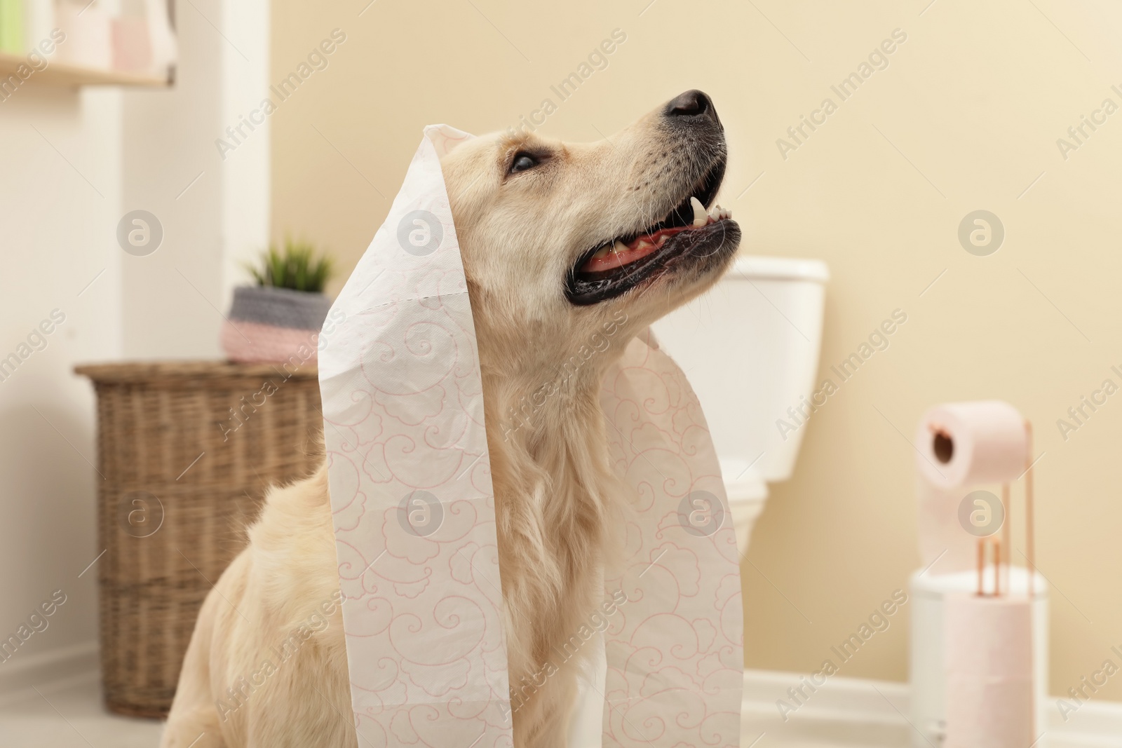 Photo of Cute dog playing with toilet paper in bathroom at home