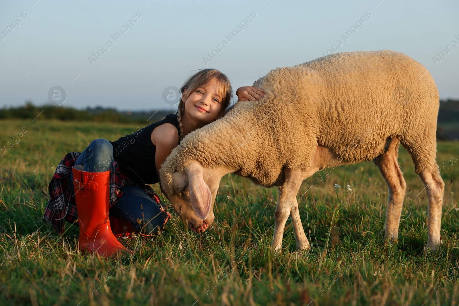 Photo of Girl feeding sheep on pasture. Farm animal