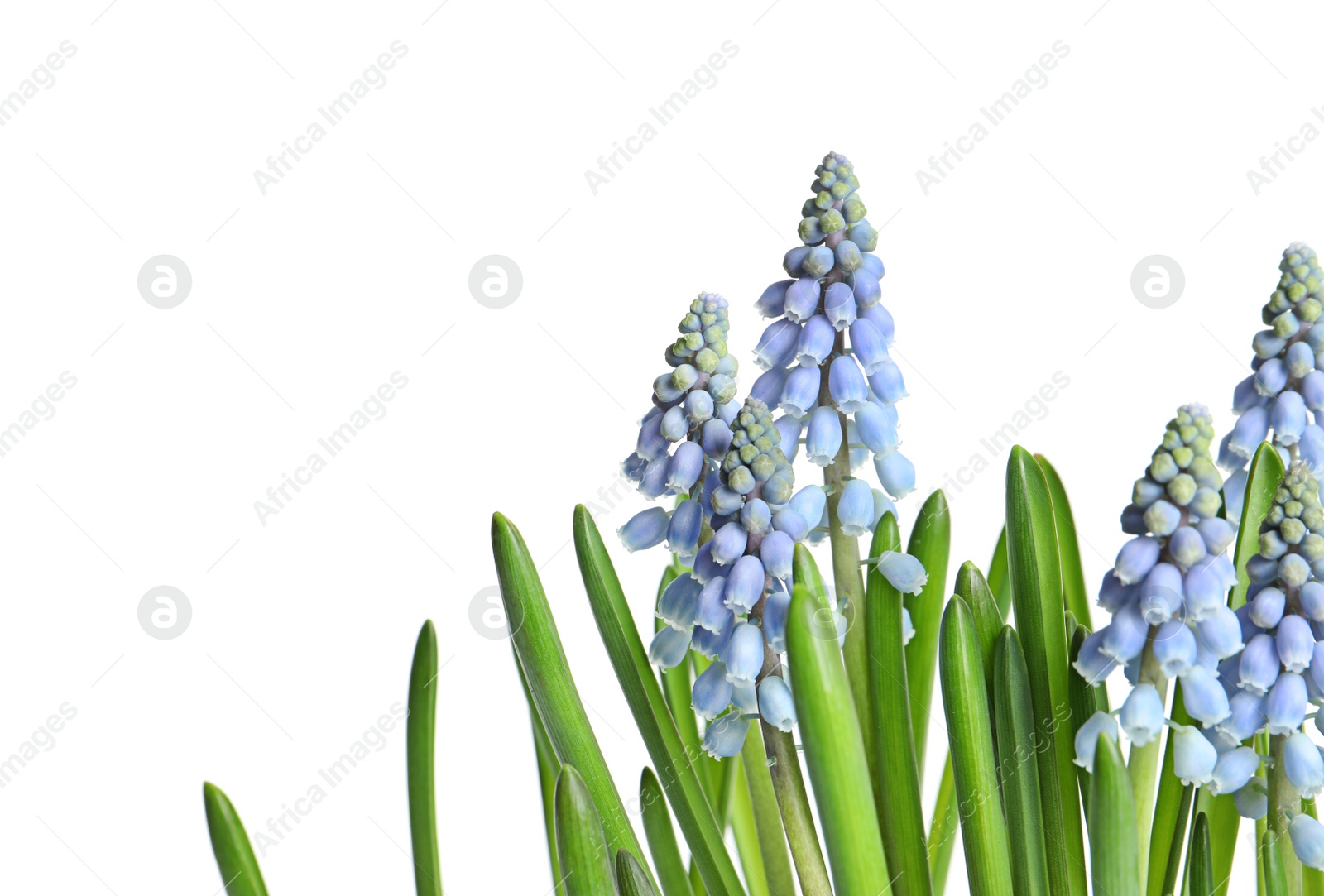 Photo of Beautiful spring muscari flowers on white background