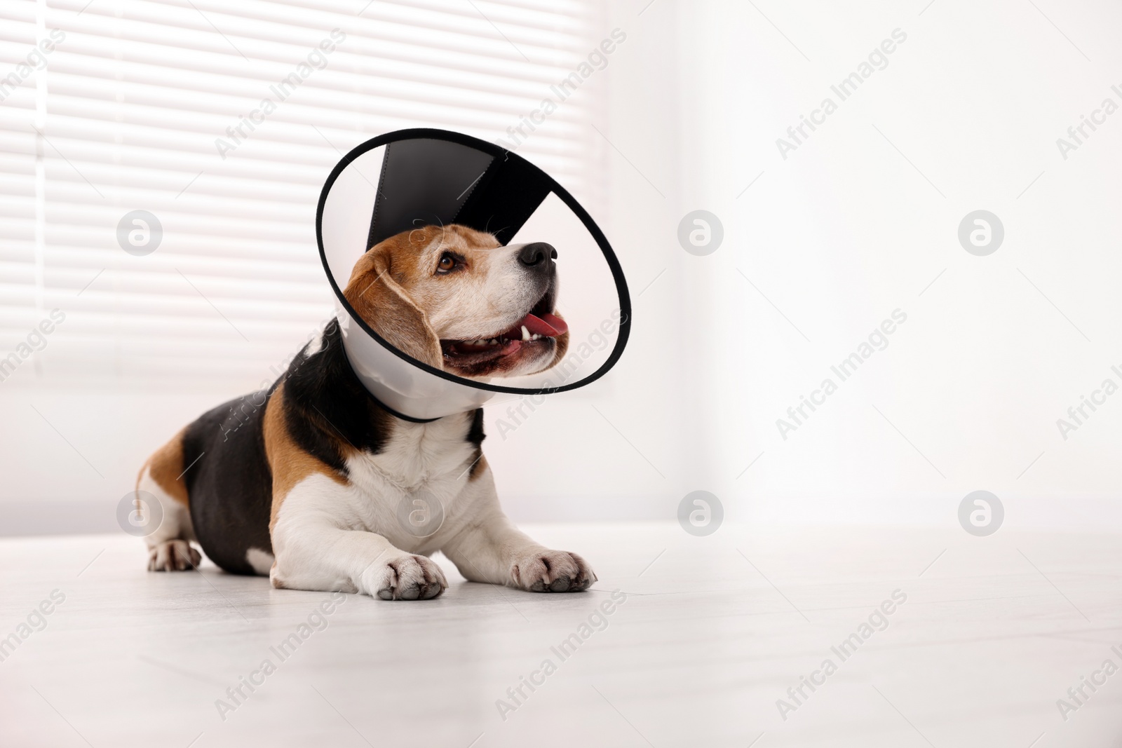 Photo of Adorable Beagle dog wearing medical plastic collar on floor indoors, space for text