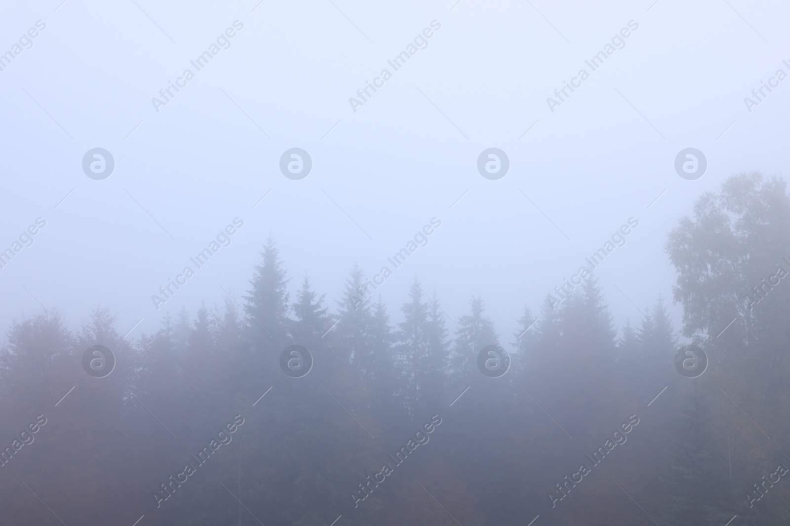 Photo of Beautiful view of foggy trees in morning