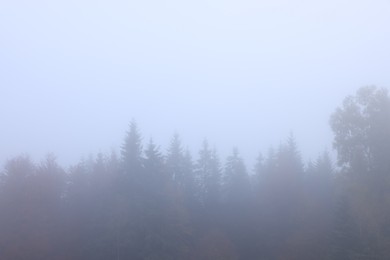 Photo of Beautiful view of foggy trees in morning