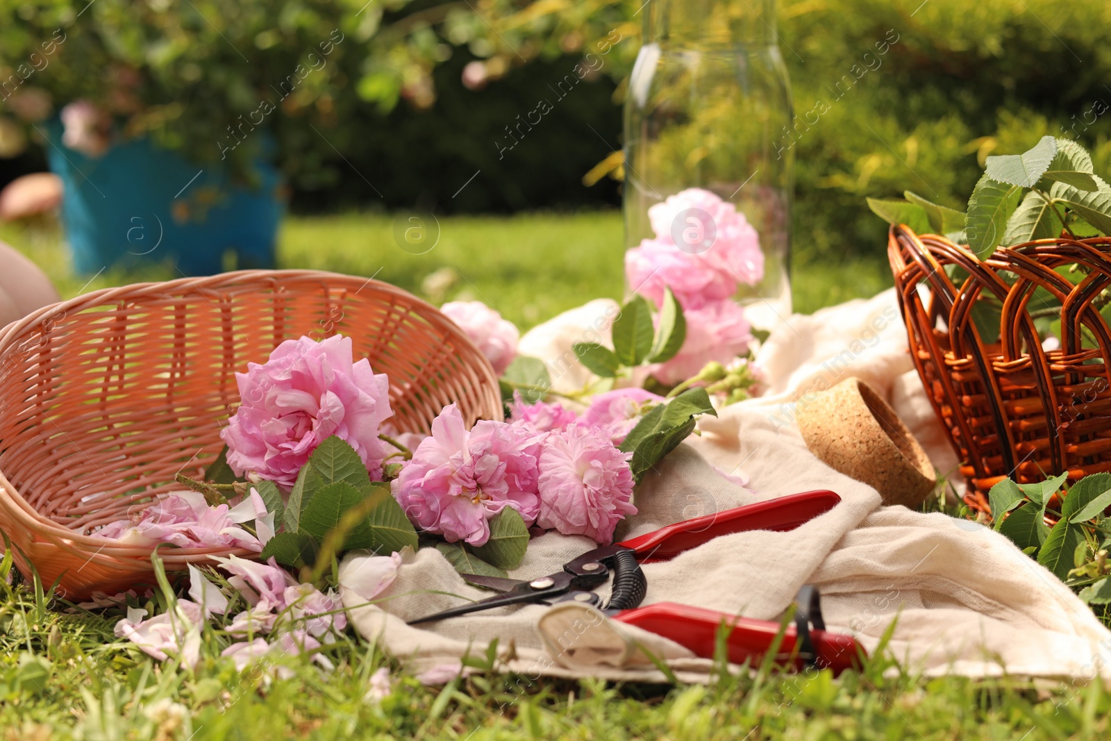 Photo of Tea roses, petals and pruner on green grass in garden