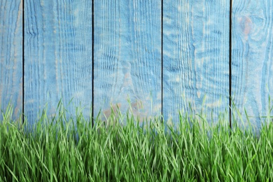 Photo of Fresh green grass near blue wooden fence. Space for text