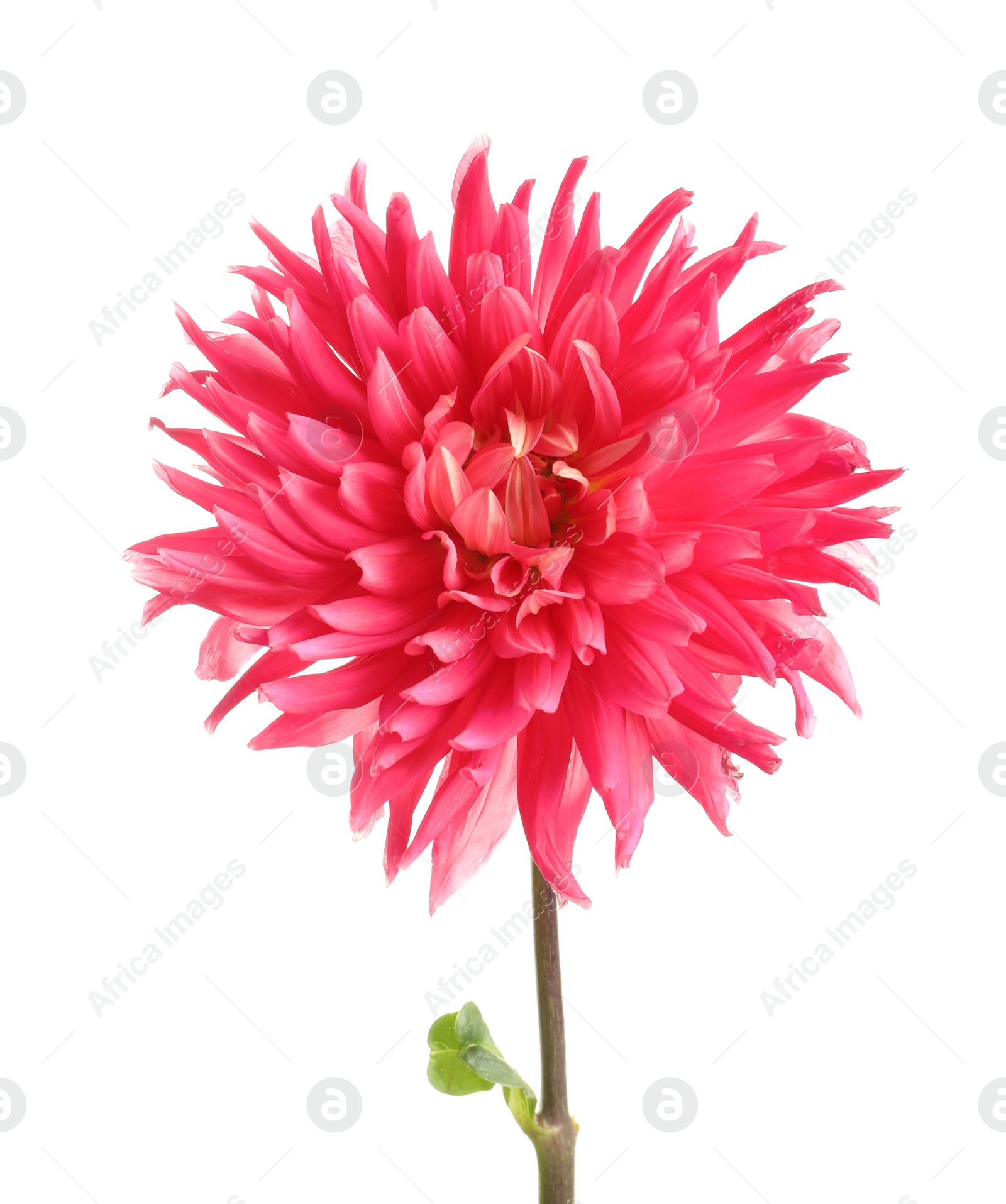 Photo of Beautiful pink dahlia flower on white background