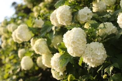 Beautiful hydrangea plant with white flowers outdoors, closeup