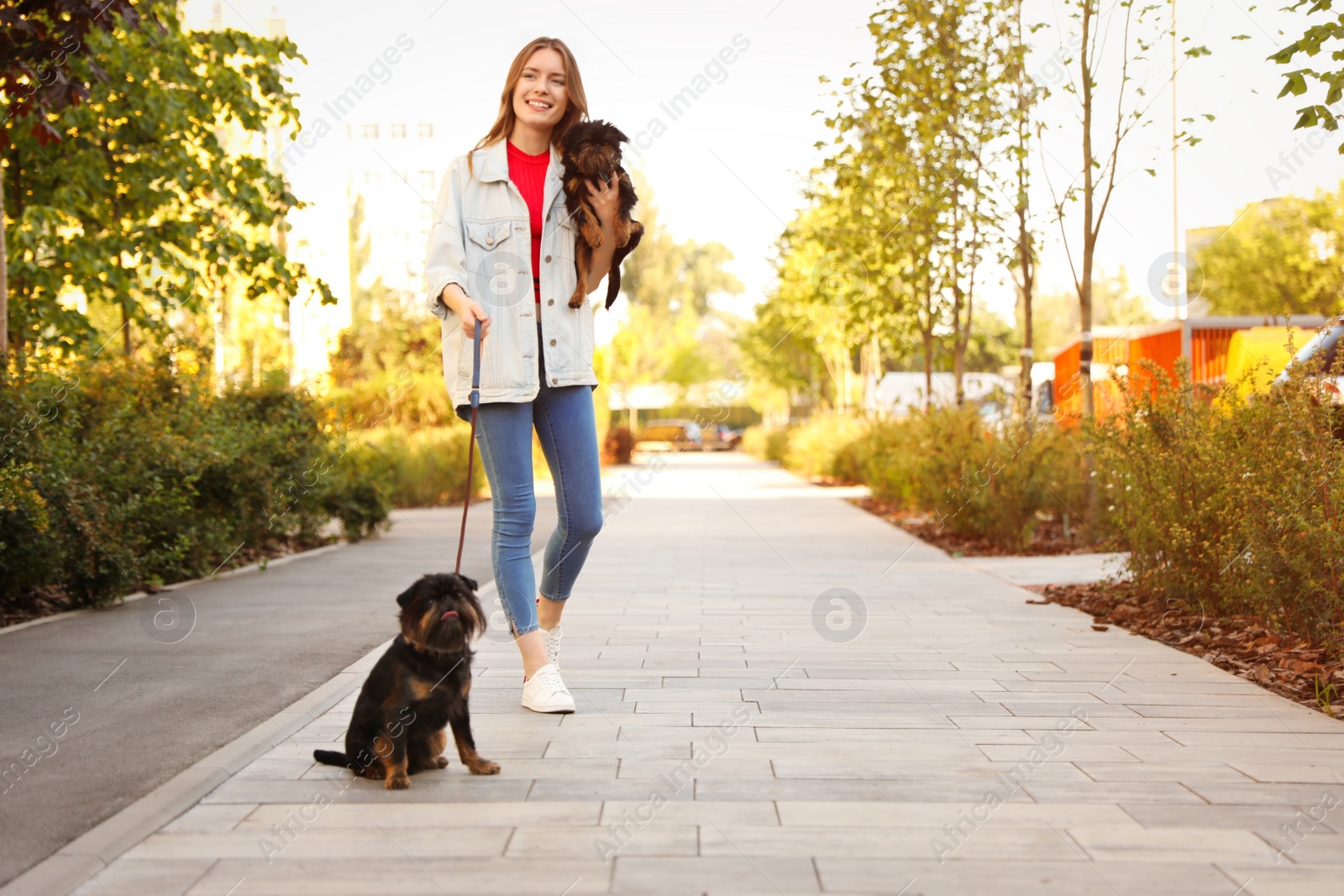 Photo of Young woman with Brussels Griffon dogs in park