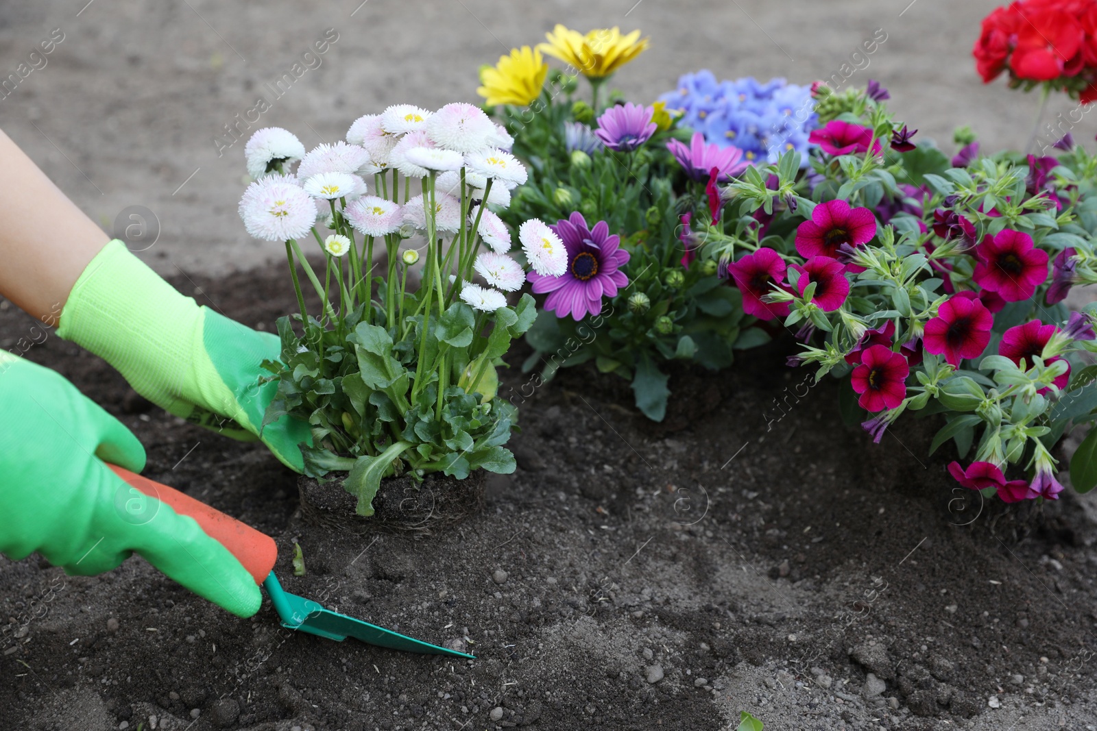 Photo of Woman in gardening gloves planting beautiful blooming flowers outdoors, closeup