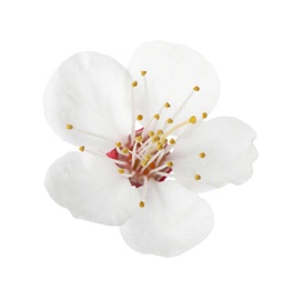 Photo of Beautiful fresh spring flower on white background