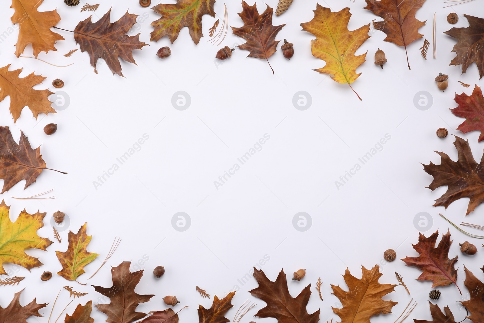 Photo of Frame of dry autumn leaves, cones and acorns on white background, flat lay. Space for text